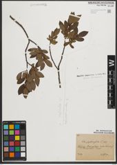 Foto von Salix phylicifolia L.